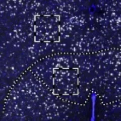 Maier et al